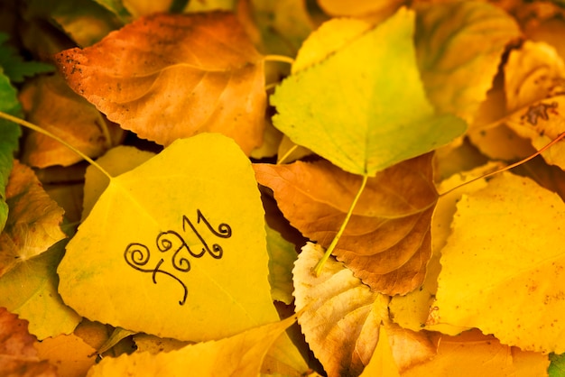 Yellow leaf with the inscription FALL on the background of fallen autumn leaves Toned