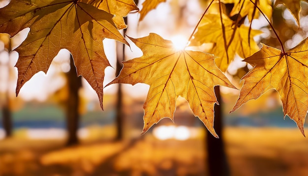 a yellow leaf with the sun behind it