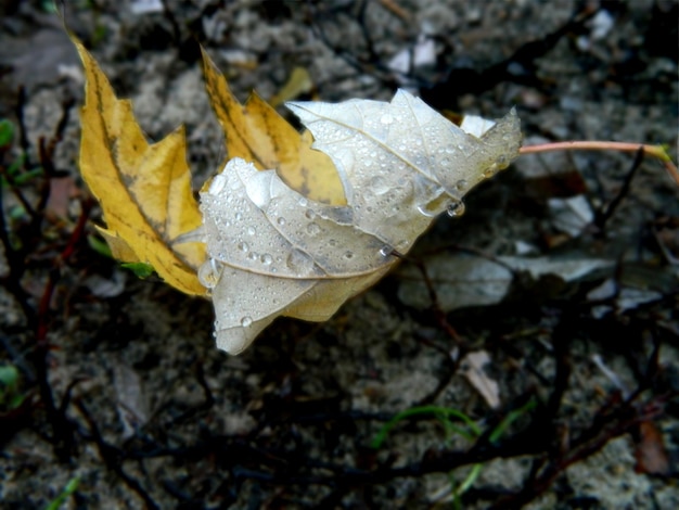 Yellow leaves in autumn in the garden. High quality photo