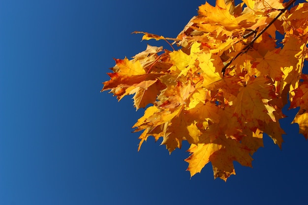 Yellow leaves on blue sky copy space