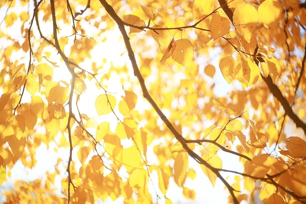 yellow leaves bokeh seasonal background / beautiful autumn leaves yellow branches abstract background, leaf fall concept