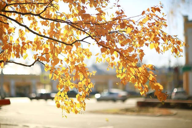 yellow leaves bokeh seasonal background / beautiful autumn leaves yellow branches abstract background, leaf fall concept