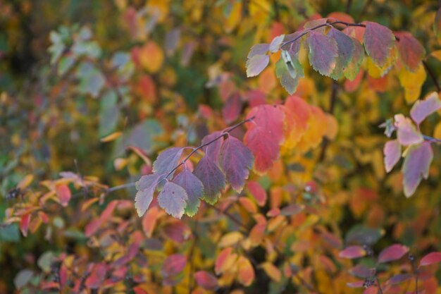 Yellow leaves on a branch in the autumn park closeup