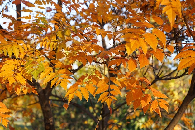 Yellow leaves on a branch in the autumn park Closeup