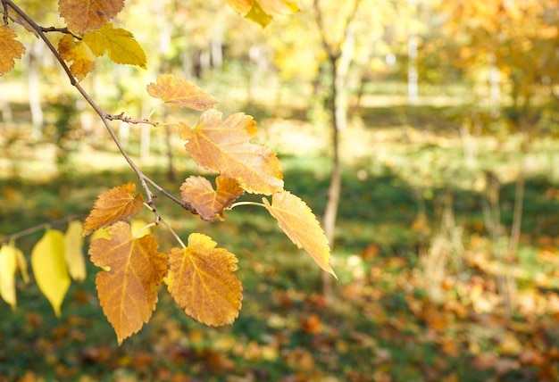 Yellow leaves on a branch in the autumn park Closeup