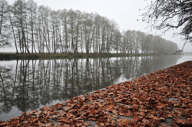 yellow leaves by a river, trees and fog