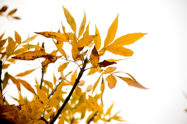 Photo yellow leaves from a tree in autumn before falling