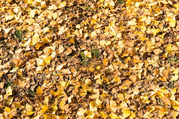 Yellow leaves ginkgo