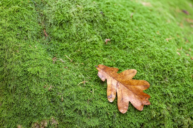 Yellow leaves on green moss