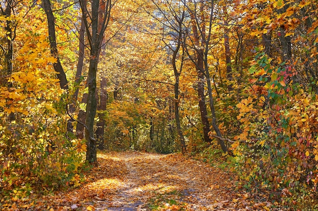 yellow leaves on the ground