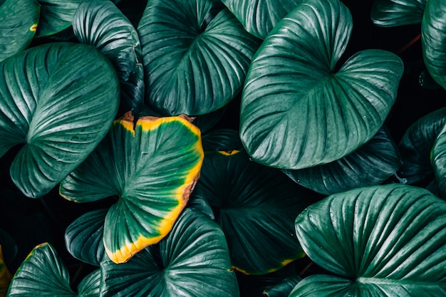 A yellow leaves Homalomena rubescent leaf(King of heart) in dark green leaves background