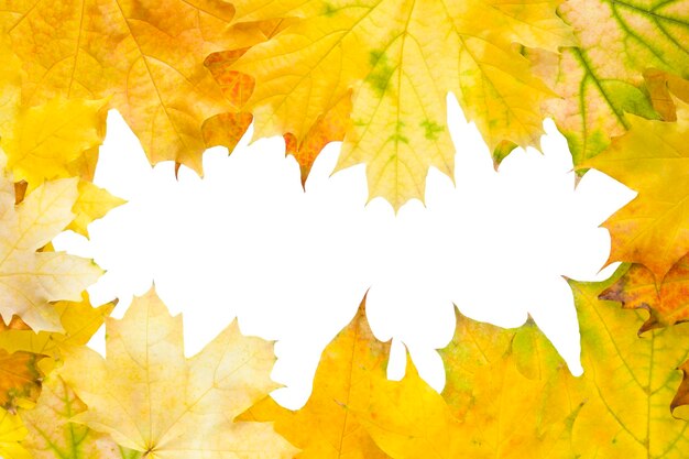 Yellow leaves isolated on white background Copy space