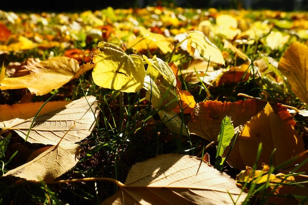 Yellow leaves of a linden tree on the grass City Park Fallen leaves of European linden Young plants make their way through the grass Lawn in leaf fall Sunny calm October weather Indian summer