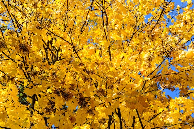 Yellow leaves on a maple tree at autumn