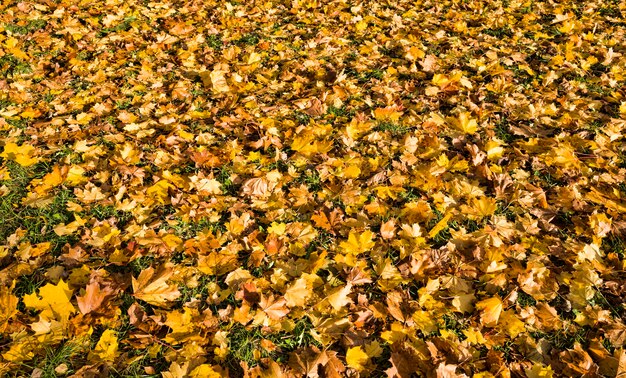 yellow leaves of maple trees