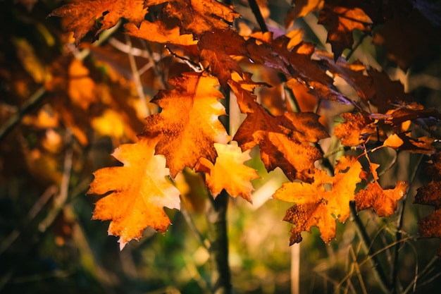 Yellow leaves of oak in the sun closeup