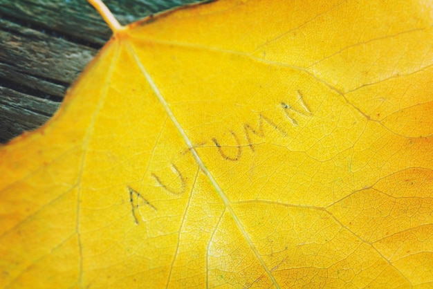 Yellow leaves on the old wooden background with cracks and the inscription AUTUMN