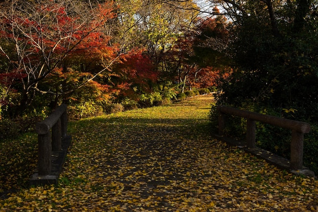 Yellow leaves on the shadow ground, red leaves illuminated by sunlight.