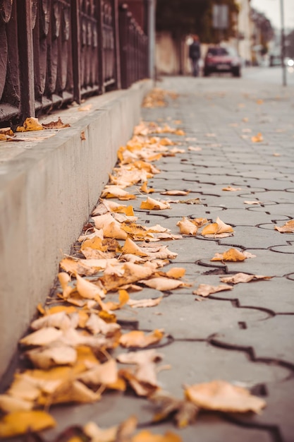 Yellow leaves on the street