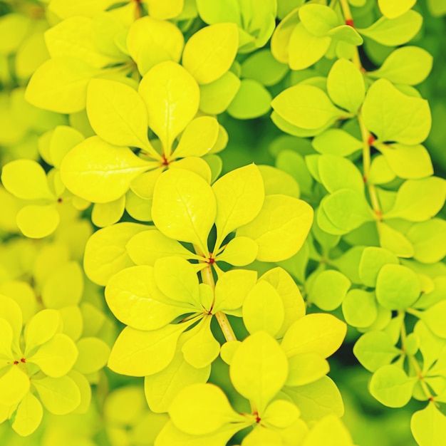 yellow leaves texture background