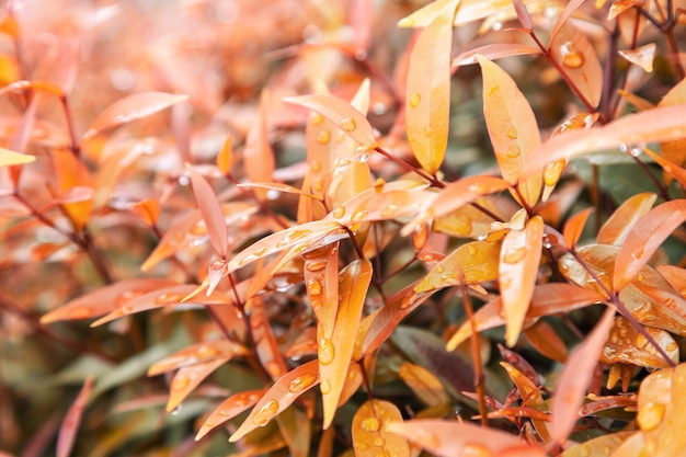 Yellow leaves texture with rain water drops