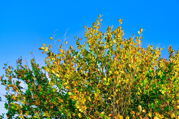 Yellow leaves of tree branches signs the end of autumn