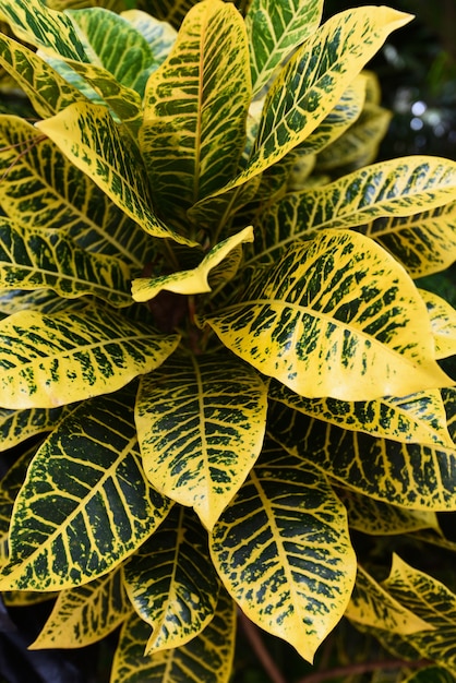 Yellow leaves in tropical forest