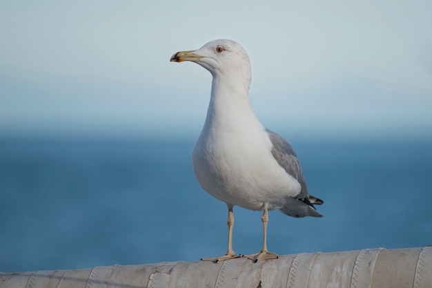 Yellow-Legged Gull