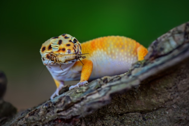 Yellow leopard gecko on a tree branch in tropical forest