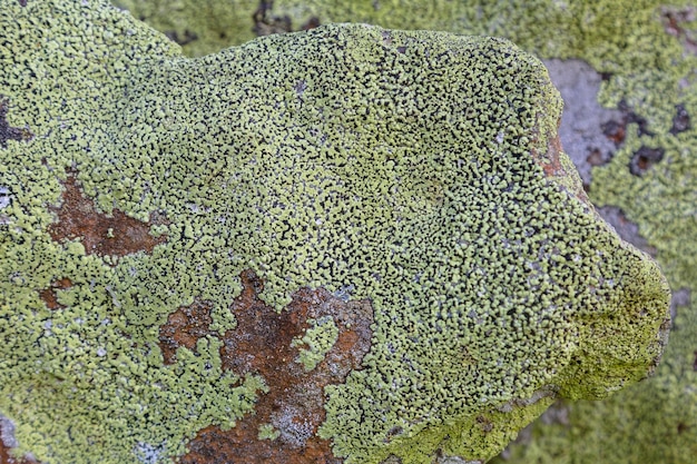 Yellow lichen background on the gray wall stone A lichen is a composite organism that arises from algae or cyanobacteria living among filaments of multiple fungi species in a mutualistic relationship