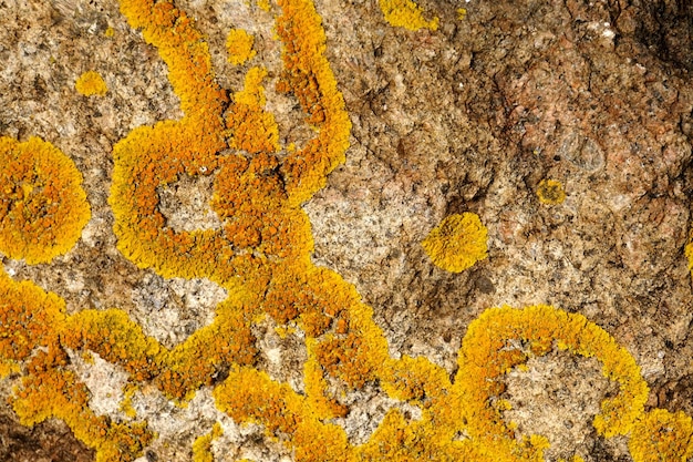 the yellow lichen on the rock is called lichen