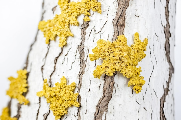 Yellow lichen on tree bark