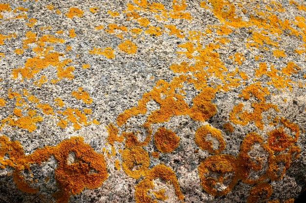 yellow lichens on a stone wall in the garden of the castle