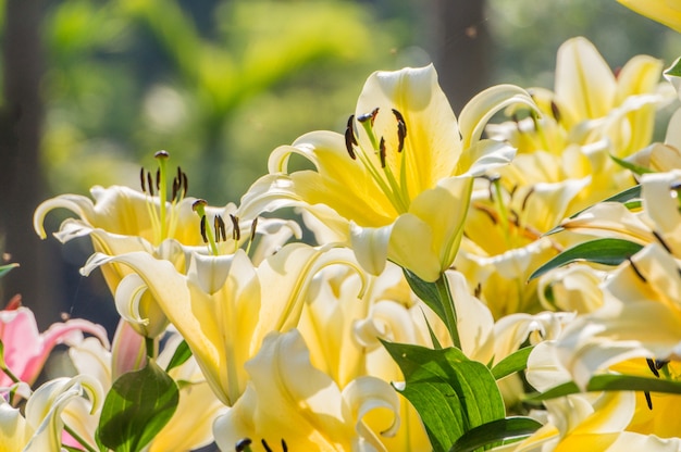 Yellow lilies are blooming in the garden