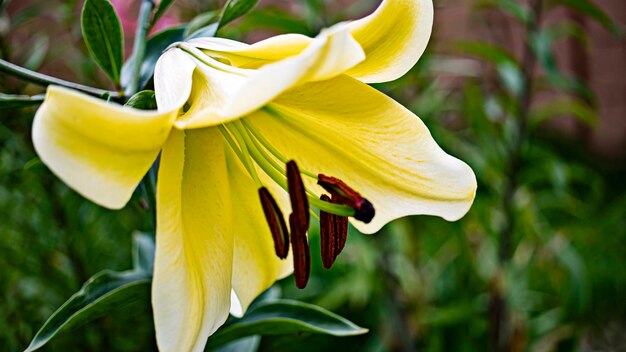 Yellow lilies in the summer garden Closeup