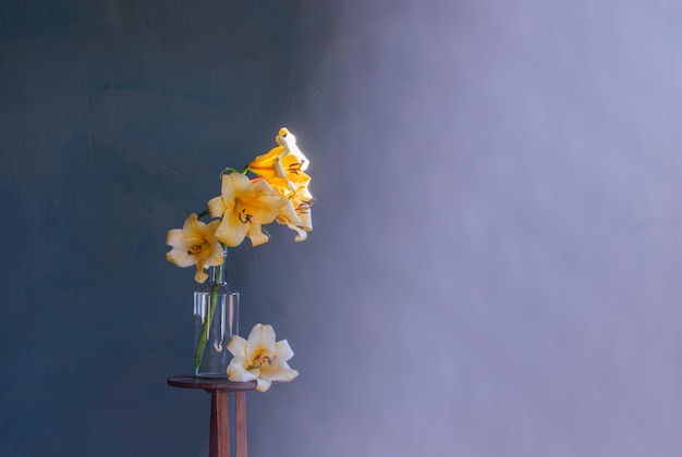 Yellow lilly on dark blue background