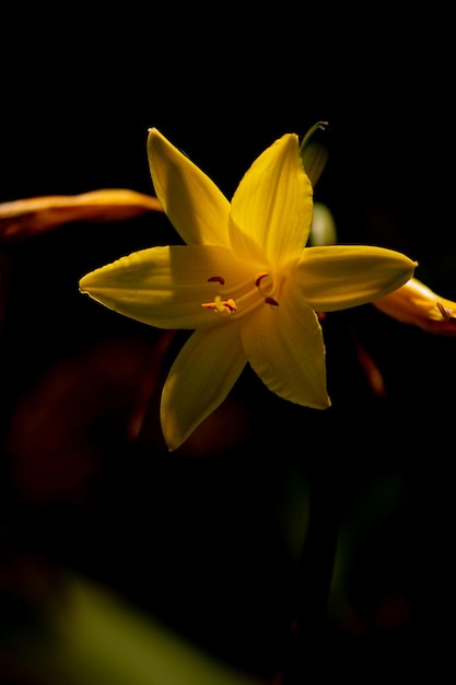 Yellow lily on a black sunset background