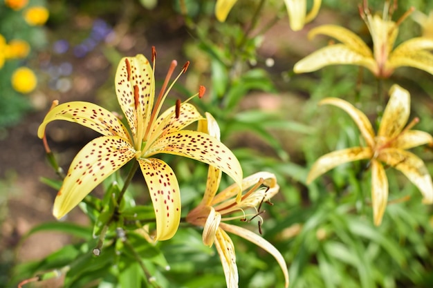 Yellow lily flower speckled on the background of nature Botanical Garden