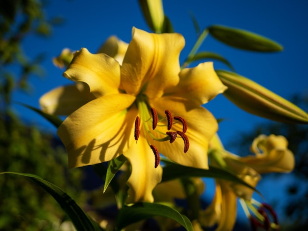 The yellow lily Lilium is a genus of plants in the Liliaceae family