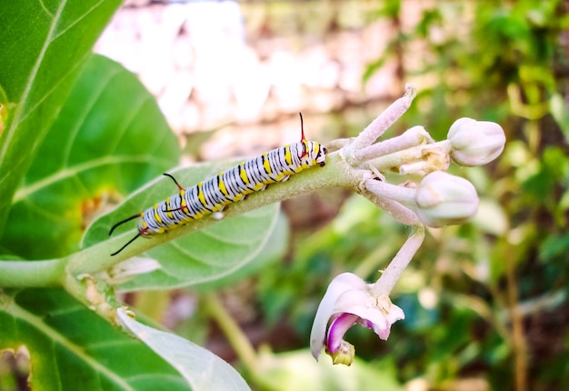 Yellow line white caterpillar in branch