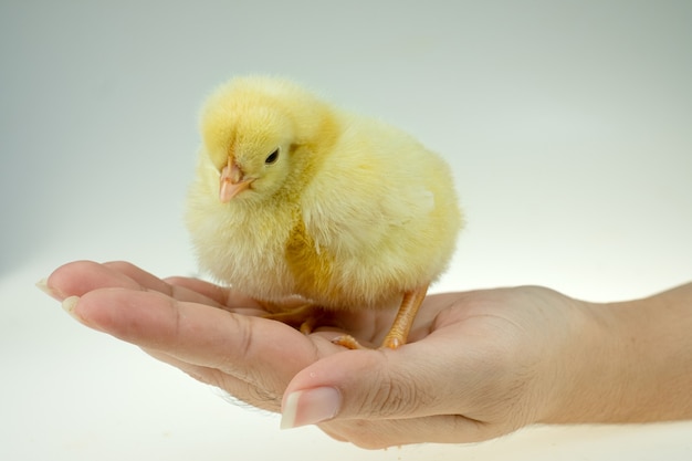 Yellow little chicken on the lady's hand