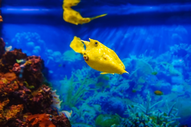 Yellow longhorn cowfish fish swims in blue water in an aquarium