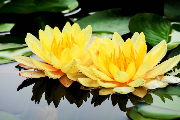 Yellow lotus blooming in the pond.