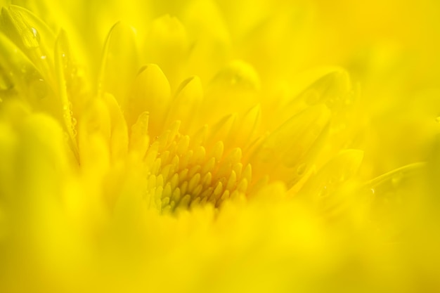 Yellow macro flower,Macro yellow flower backdrop,Yellow chrysanthemum flower blossom, close up macro