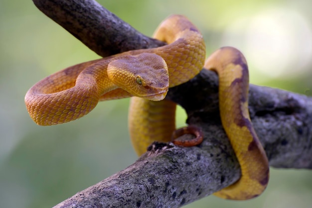 Yellow mangrove pit viper on a tree