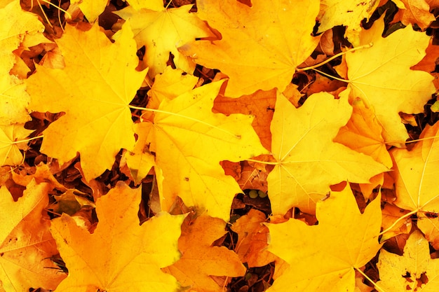 Yellow maple Autumn Leaves Background. Colorful autumn fallen leaves texture. Outdoor.