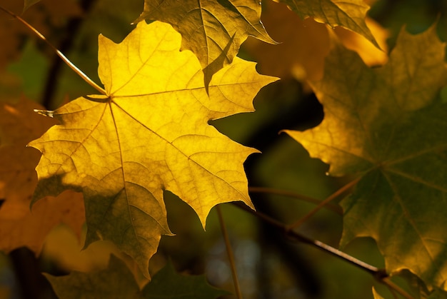 Yellow maple leaf on autumn blurred background. Sunny autumn weather in a city