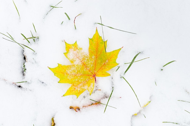 Yellow maple leaf fell on snow First snow winter start concept natural bright autumn leaf on snowy