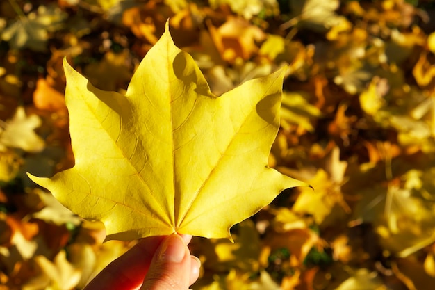 Photo a yellow maple leaf in a hand on the background of many maple leaves