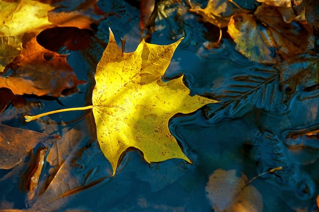 Yellow maple leaf on the ice in autumn